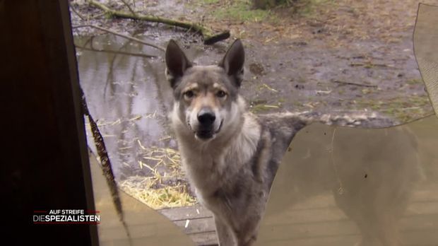 Auf Streife - Die Spezialisten - Auf Streife - Die Spezialisten - Wolfsblut